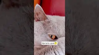 я люблю зарплату, а работу нет( #цитаты #jasonstatham #motivation #cat #кот