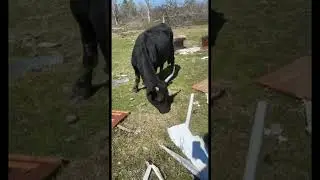Unicorn he got one horn🤗 #viral #short #trending #shorts