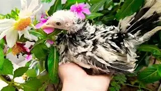 FANCY CHICKS | FANCY CHOOZEY | FRIZZLE MIXED CHICK | BANTAMS