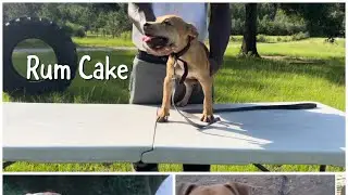 Rum Cake! Pure #Sorrells Pit Bull Puppy #Breeding #Stock