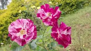 flowerart #flowers #art #flower #photography #landscape #naturephoto
