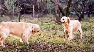 Animals Like Us - Animal Play