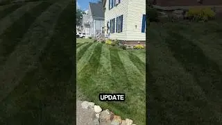Weekly Lawn Update : Leaf Spot Disease Causing Issues #diylawncare #lawncare #lawnmaintenance #lawn