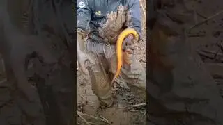eel_fish_viral_ahort_video_#fish #video #fishing #fishing_ #video_ #fish_ #shorts_ #short