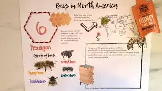 All about Bees- First Grade