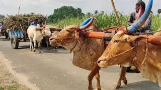 New Bullock Cart Heavy Load Mud Stuck in Riding \\ buffalo Riding#BullockCart
