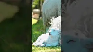 Cute Baby lamb  #shorts #ytshorts #goat #bakri #animalshorts  #viral #trending #india