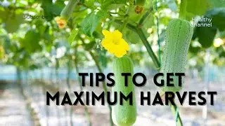 How to get maximum harvest in summer ||creeping vegetable plants || @village vlog osis|| #youtube