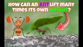 How can an ant lift ? 🐜💪