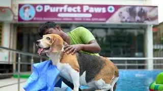Purrfect Paws a Complete pet clinic at Kolkata