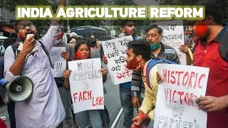 INDIA AGRICULTURE REFORM: Farmers celebrate after PM Modi announces repeal of 3 controversial laws