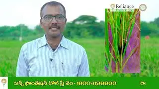 వరిలో ఉల్లికొడు నివారణ మరియు యాజమాన్య పద్ధతులు | Gall Midge Management in Paddy