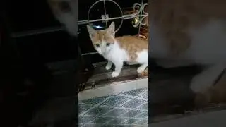 ###cat climbing on window###🙀🙀🙀🙀🐱🐱🐱##TRENDINGSHORTS