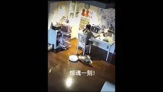 Vacuum eats an entire dog