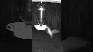 Nectar feeding bat at the hummingbird feeder #bats #leptonycteris #nectar #shorts #mammalia #ptsd