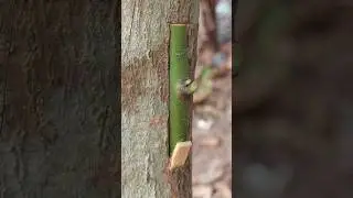 grafting mango tree techniques #fruittrees #bonsai #shortsviral #part901