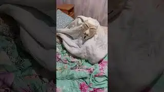 как покормить снюсоеда #анонимус #снюсоед