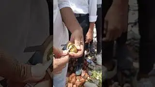 Pila phylum mollusca biology biodiversity class 9th to 12th