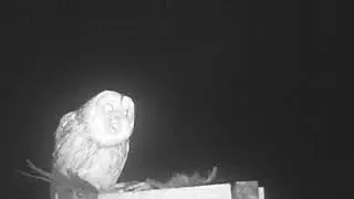 Tawny Owl3