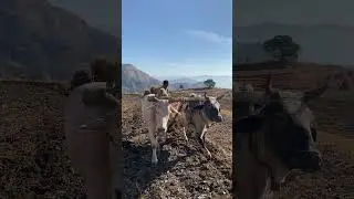 Himalayan village work #beautiful #village