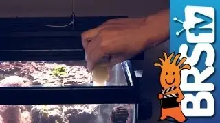 Feeding Corals - EP 4: Fish and Corals