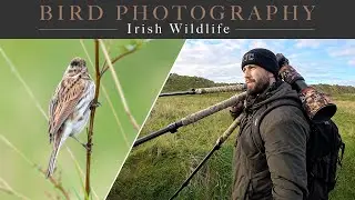 Reed Bunting & Stonechats (Irish Bird Photography) - Nikon z6ii with Sigma 150-600mm Contemporary.