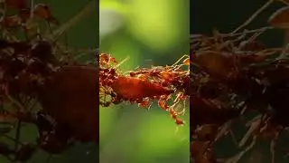 What Does the Ant Queen Know? 🐜