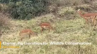 World Wildlife Day - Edenworld Conservation Initiative