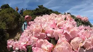 合歡東峰5/14
