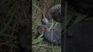 #охотанауток #утиныеистории  #duckmania