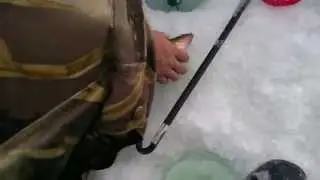 Pauls Fishing Guide ice fishing for Jumbo Perch. Be Selective and Practice Catch and Release!