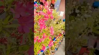 Nerium hybrid -pink is an excellent house plant with good big flowers.#gardeningtips #trendingshorts