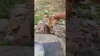 #cats #catactivities #meowing #billikebacche #shortsvideo #shortsfeed