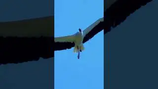 মন ছুঁয়ে যাওয়া পাখিদের জীবন | Amazing Birds #birds #shorts #viralshorts #nature #naturelovers