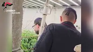 Plat&igrave;, scoperto bunker sotterraneo con serra di marijuana &ldquo;indoor&rdquo;