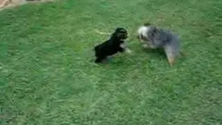 Schnorkie Puppies Play 1