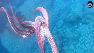 Pulpo de 5kg Tirando Tinta