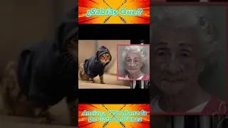 La Anciana Bandida Y Su Manada De Gatos Ladrones #shorts