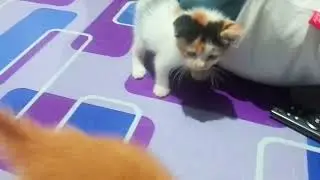 Cutest Kittens Playing Chase and Catch! [Adorable Furballs]