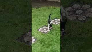 My cat is taking a leisurely stroll in the park.#catcute