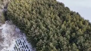 Evergreen Tree Farm , Jan/2024