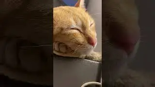 Sleed 😴 #cat #catcat #cute #cuteanimal #sleep #cutecat #cats #kiki