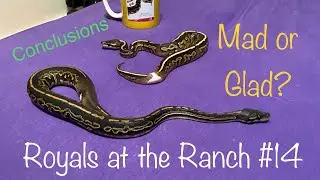 Making Everyone Mad: Royals at the Ranch Episode 14