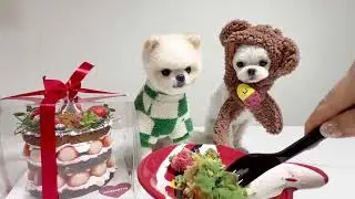 강아지 크리스마스 케이크 먹방 merry christmas⭐️