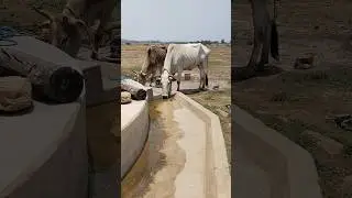 #huamain #itztripathiabhinav #instagramviral #mutelyrics #huamainsong #findingher #huamainxfinding