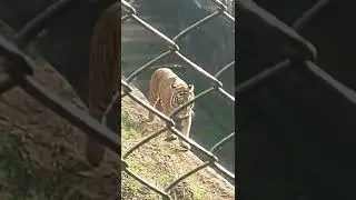 tiger at Nandan Kanan zoological Park Odisha       19 February 2022