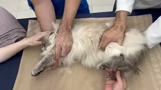 고양이 심전도, 후지채혈, 혈압측정 자세 가정 적응 훈련
