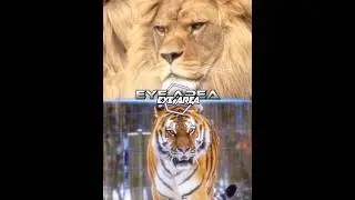 Lion Vs Tiger || Mog Battle 🤫🧏@dawg.1s