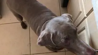 My Dog Tries A Warhead (Sour Candy)