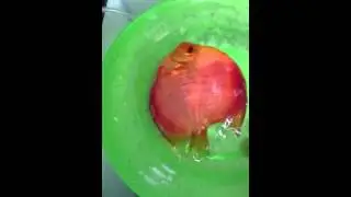 how to move fish without hurting the slime coat